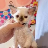 デボンレックス【千葉県・女の子・2025年11月3日・ポイント】の写真4