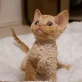 デボンレックス【千葉県・男の子・2025年11月3日・レッドタビー】の写真4