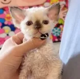 デボンレックス【千葉県・女の子・2025年11月3日・ポイント】の写真5