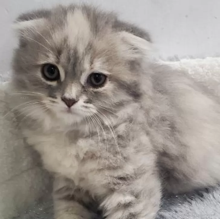 ID：2405-03420の子猫