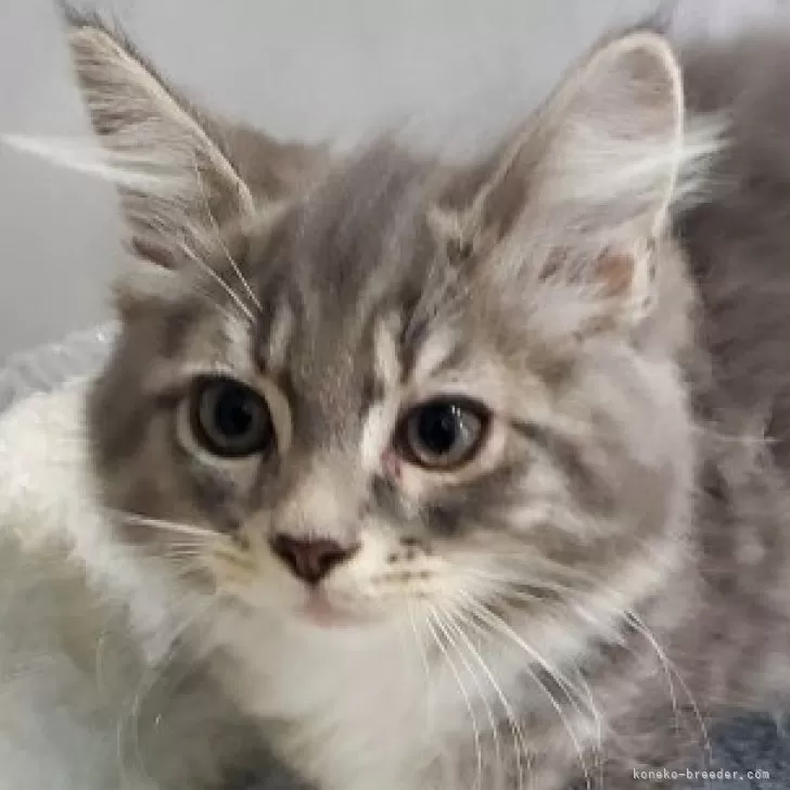 ID：2405-03426の子猫