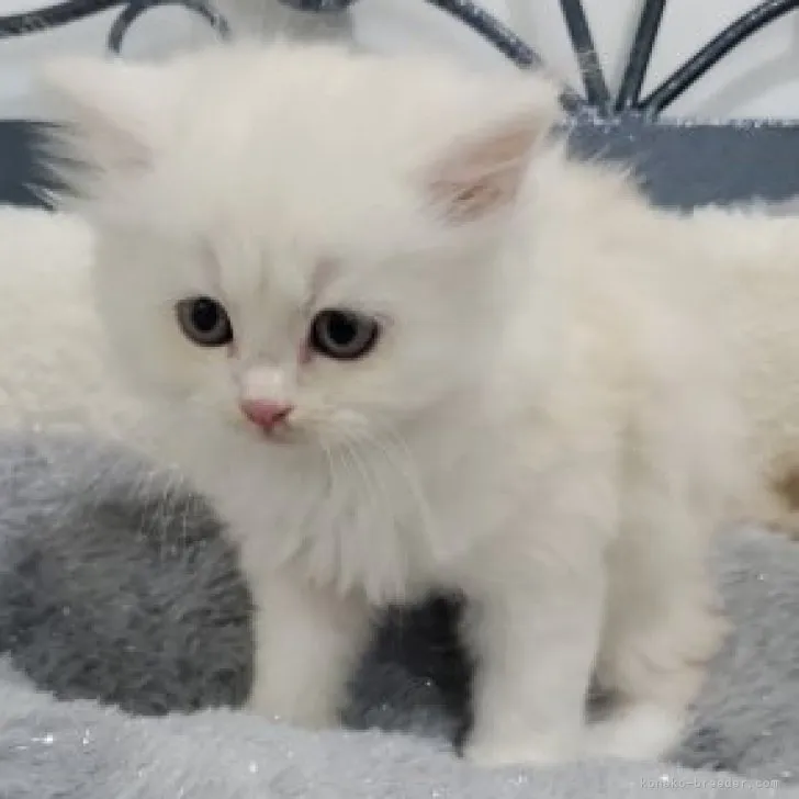 ID:2311-02418の子猫