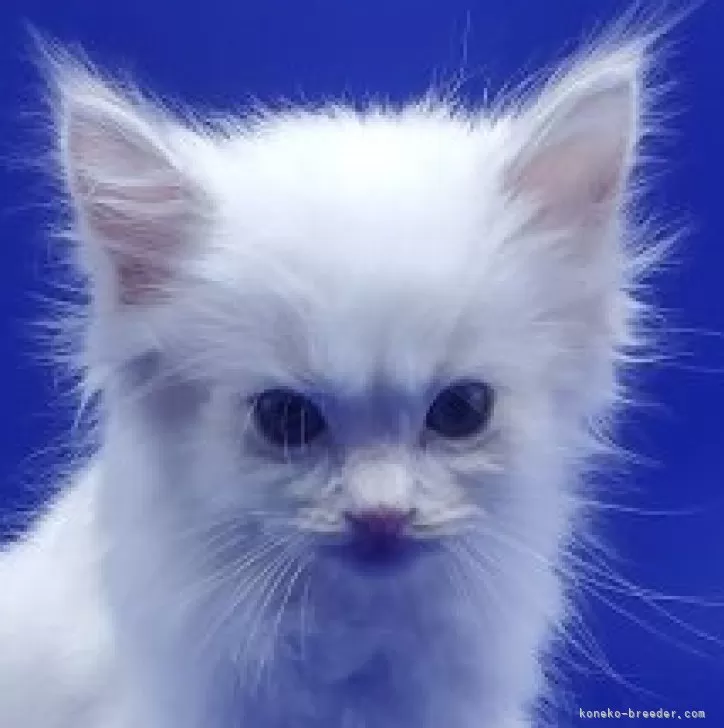 ID:2411-01072の子猫
