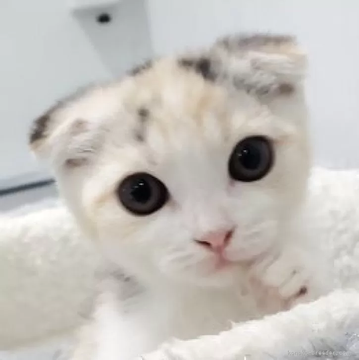 ID:2407-01274の子猫