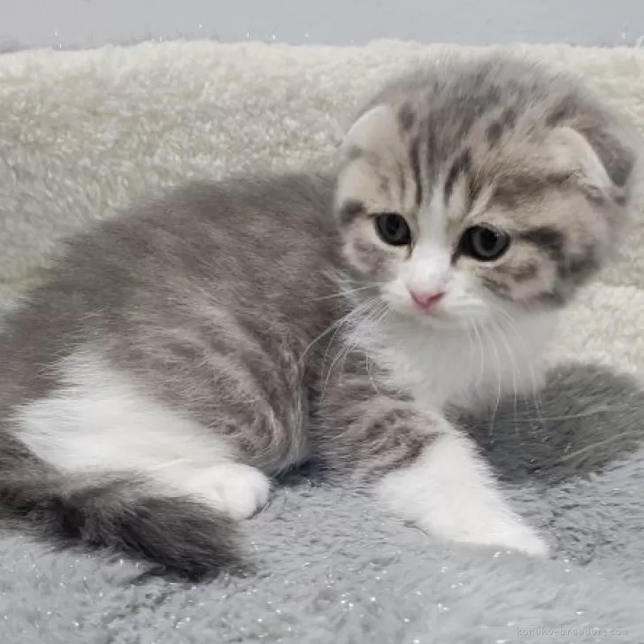 ID：2409-01013の子猫