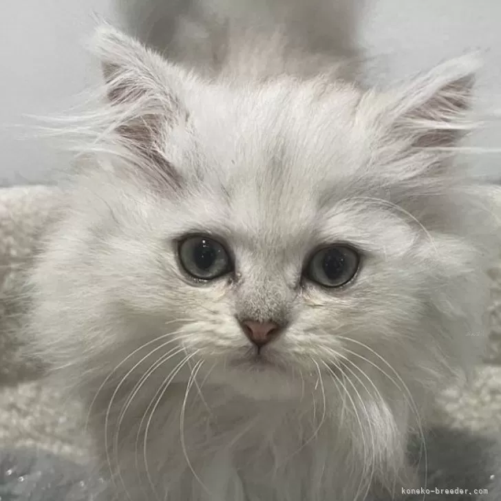 ID:2407-00719の子猫