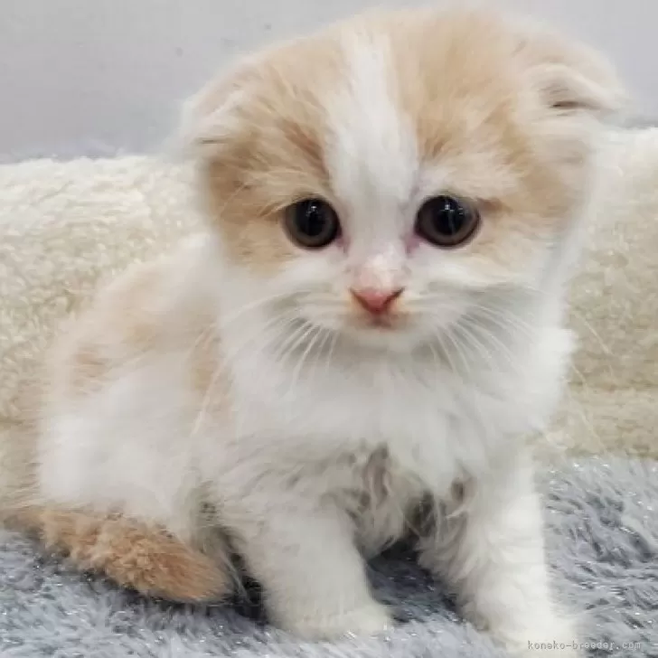 ID:2405-01137の子猫