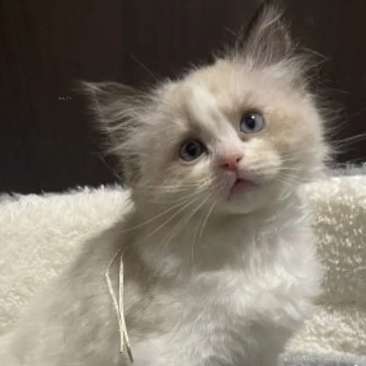 ID:2311-01987の子猫