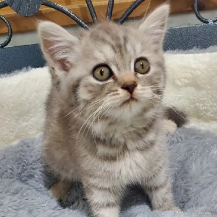 ID：2311-01513の子猫