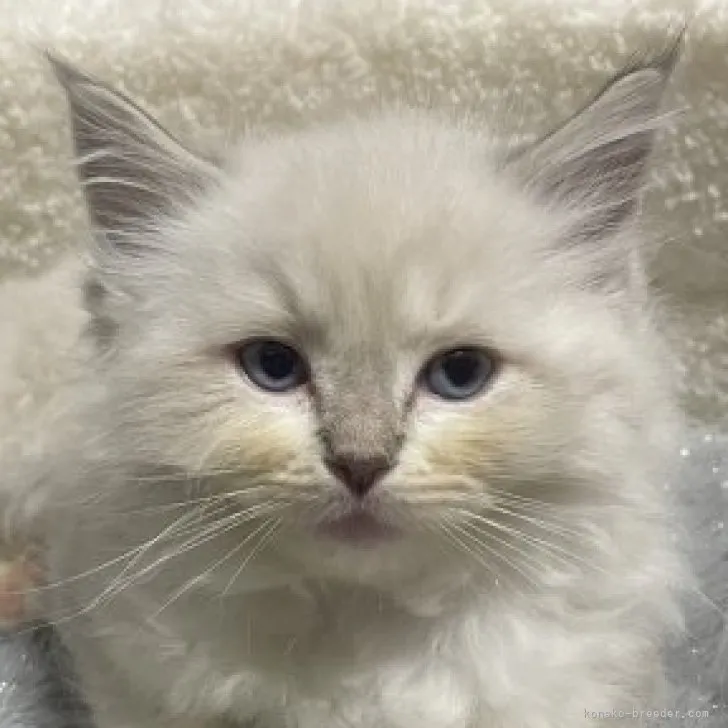 ID:2311-01996の子猫