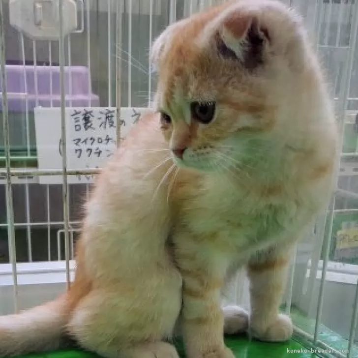 ID:2406-02289の子猫