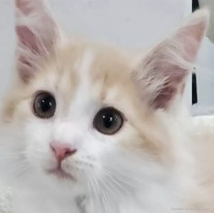 のんの 様のお迎えした子猫