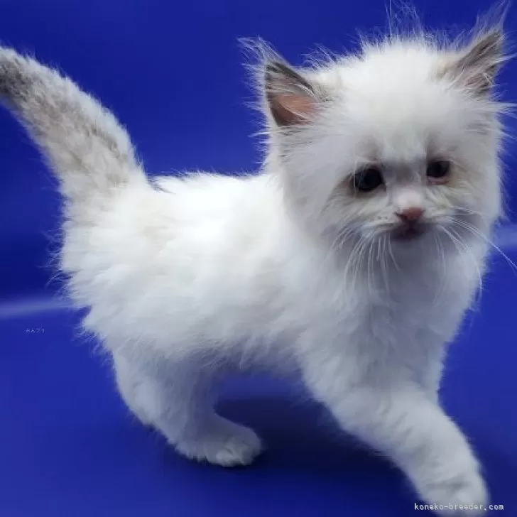 ID:2411-01067の子猫