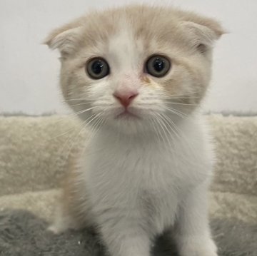 スコティッシュフォールド【愛知県・男の子・2024年9月4日・クリームタビーホワイト】の写真「好奇心旺盛な男の子」