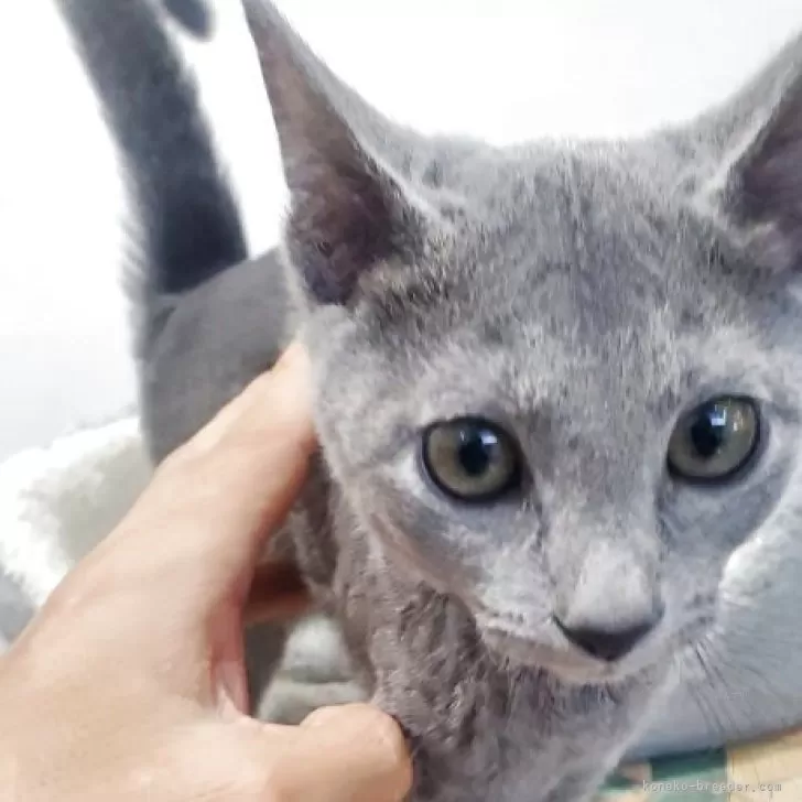 ID：2507-01607の子猫