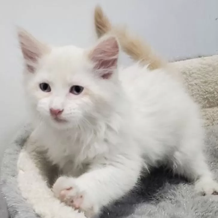 ID:2504-02342の子猫