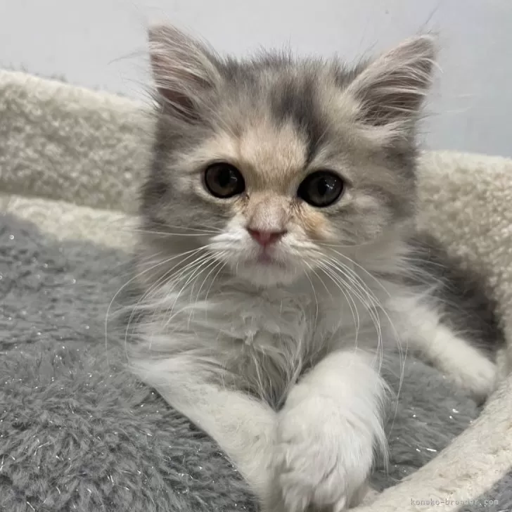 ID:2507-03080の子猫