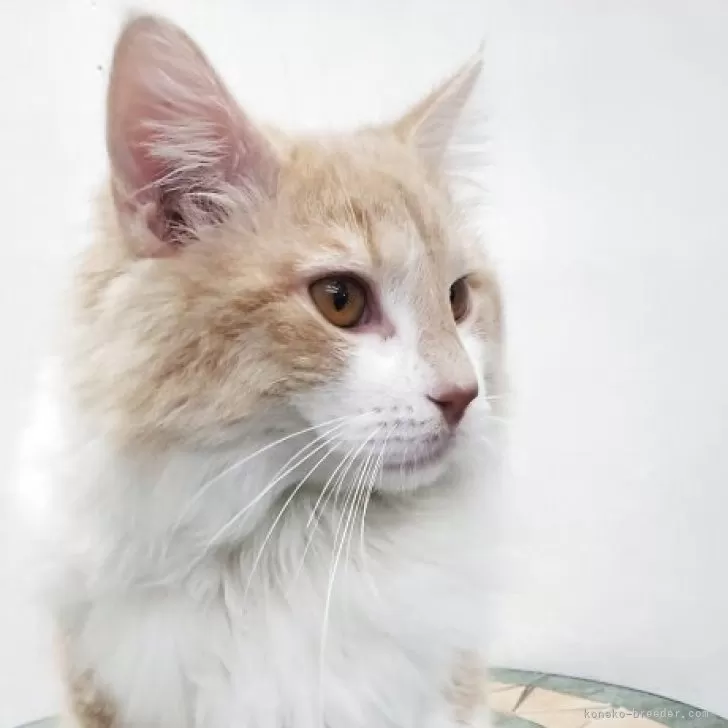 ID：2504-02646の子猫