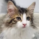 ノルウェージャンフォレストキャット
