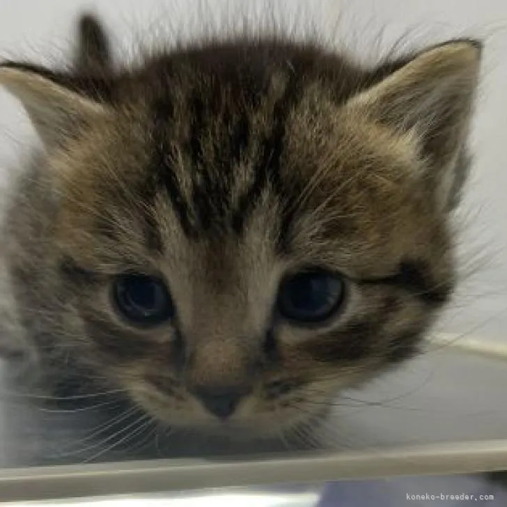 ID：2302-00052の子猫