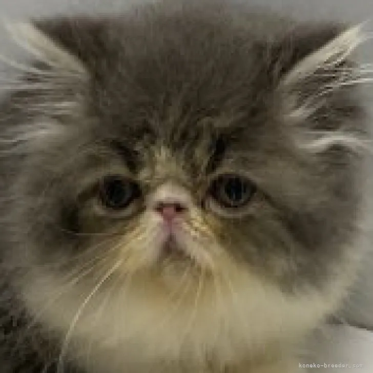 ID：2306-03275の子猫