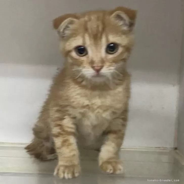 ID:2407-01379の子猫
