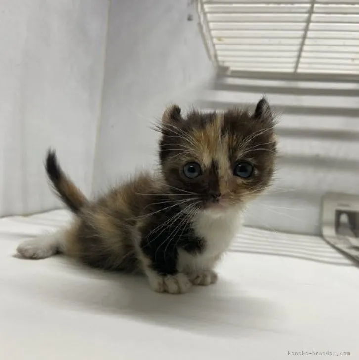 ID:2304-01573の子猫