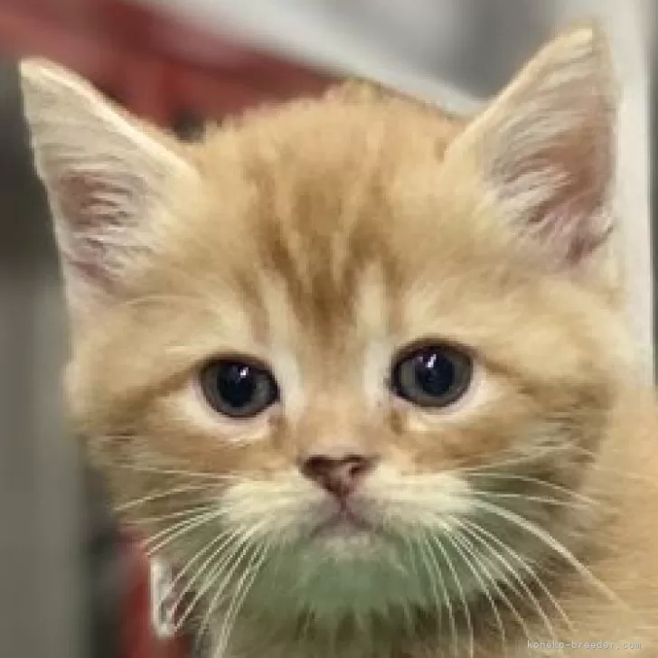 ID:2411-01360の子猫
