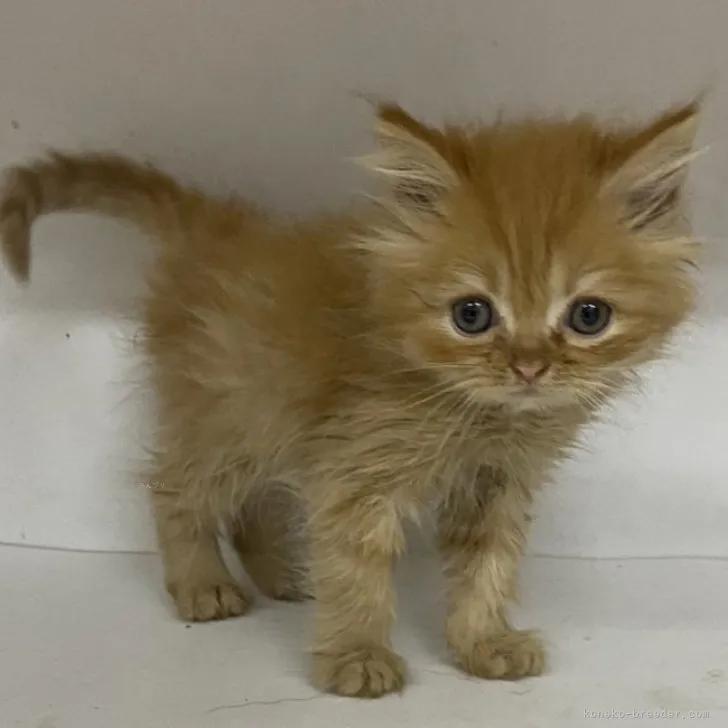 ID：2309-00310の子猫