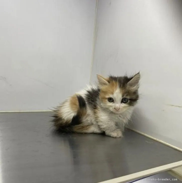 ID：2302-00042の子猫
