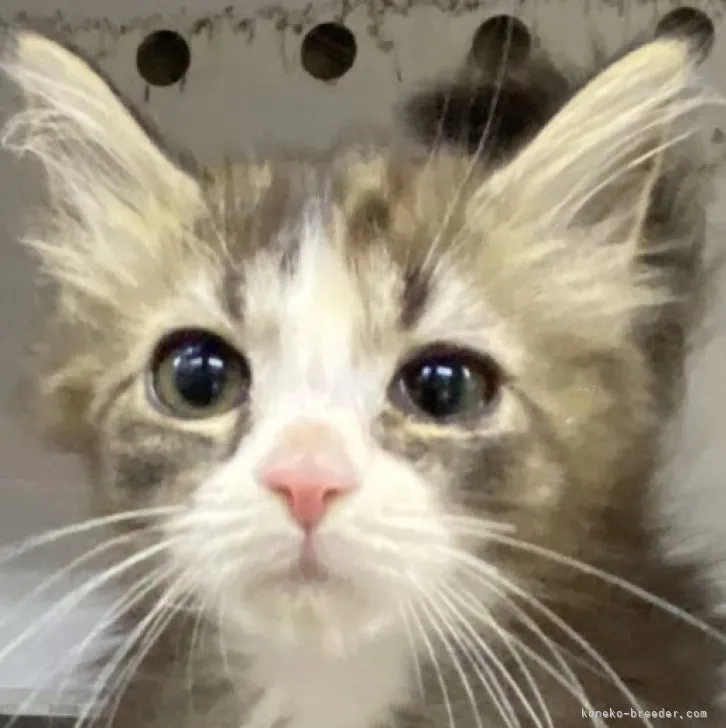 ID：2310-01789の子猫