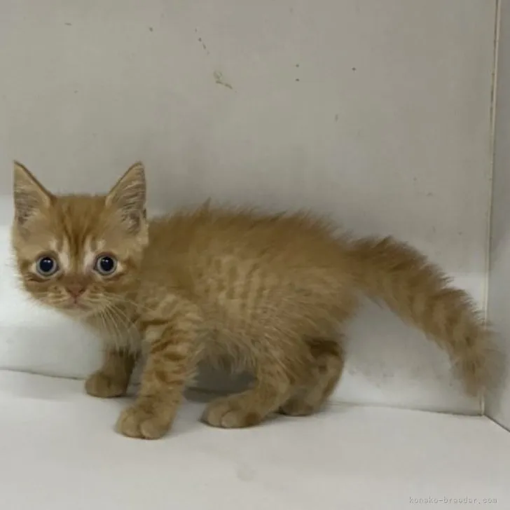 ID：2309-00294の子猫