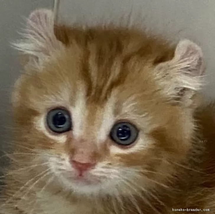 ID:2401-02443の子猫