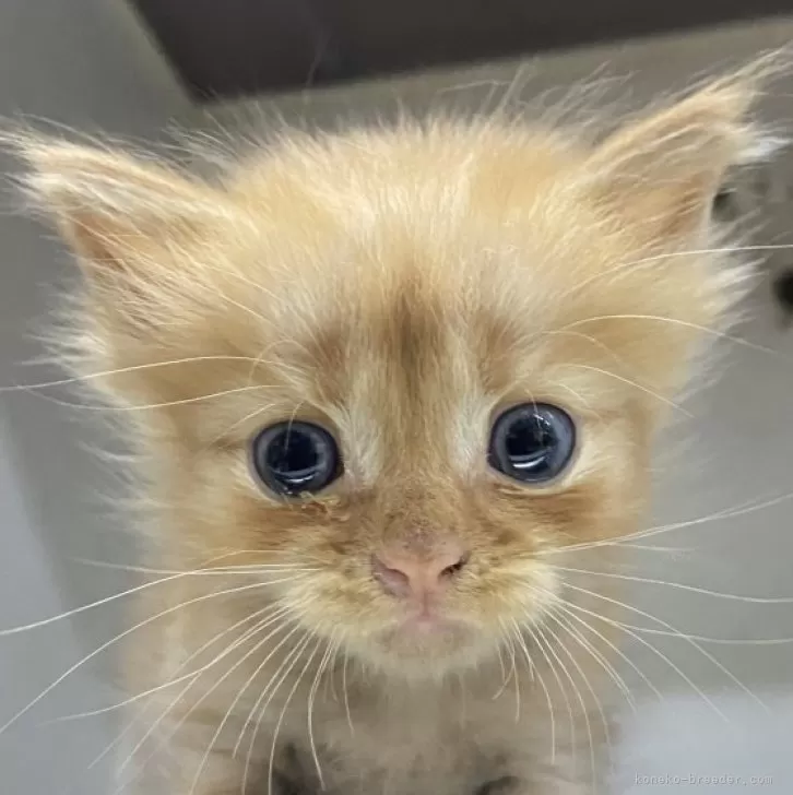 ID:2401-02249の子猫