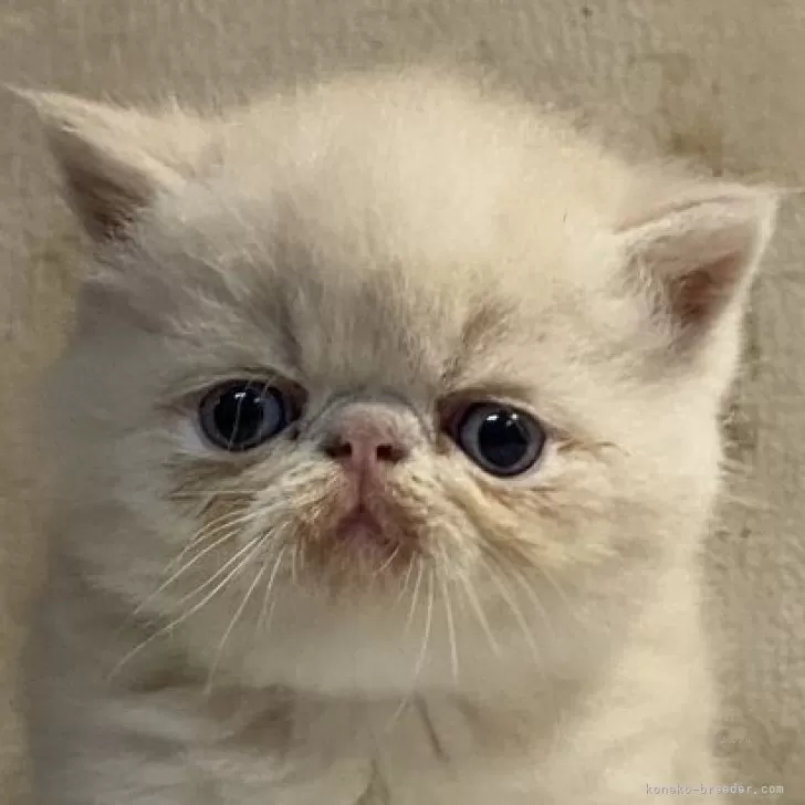 ID：2406-03032の子猫