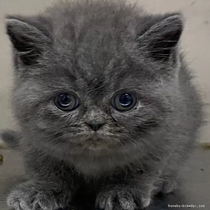 ID:2403-00171の子猫