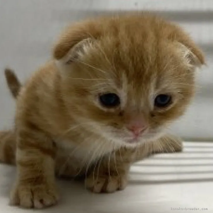 ID:2304-01569の子猫
