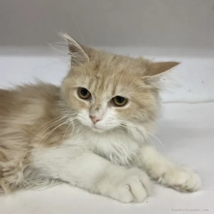 ID:2306-01491の子猫