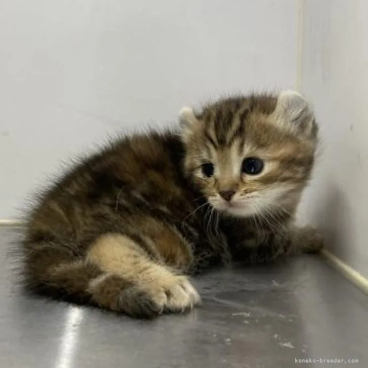 ID：2302-00046の子猫