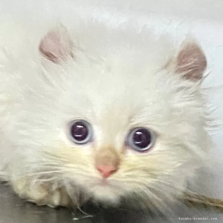 ID:2312-01645の子猫