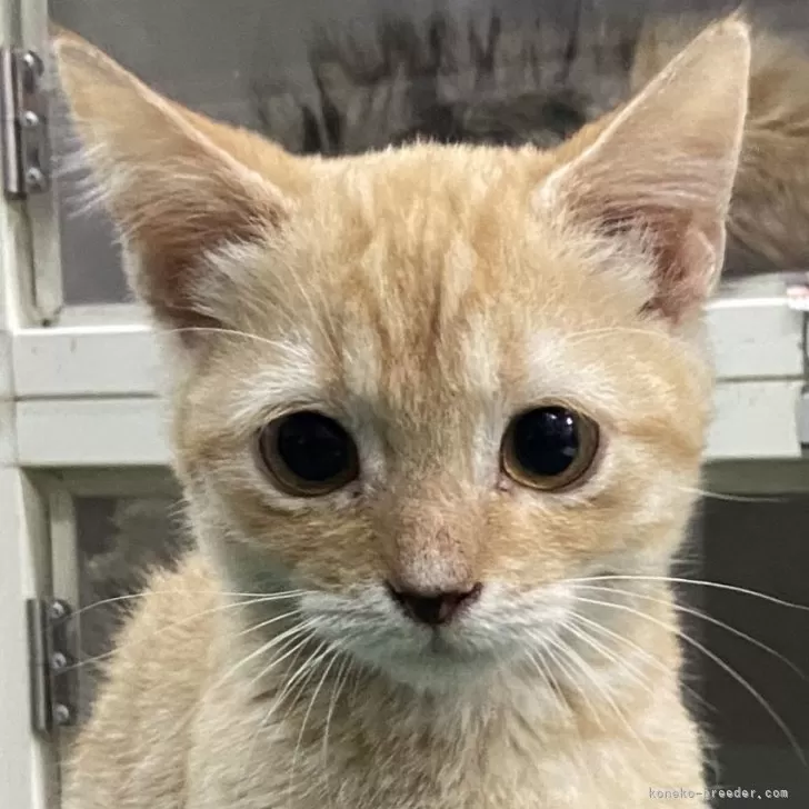 ID：2408-02210の子猫