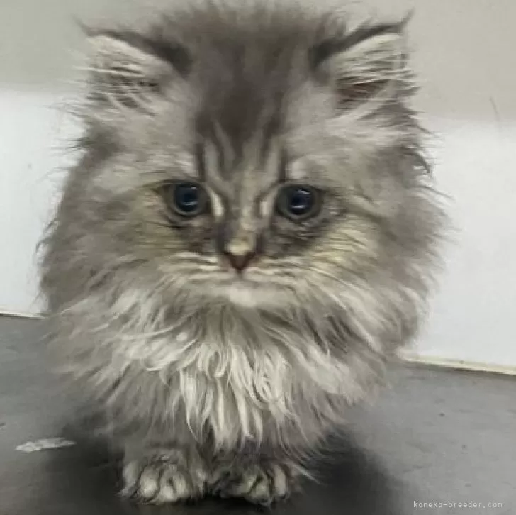 ID：2401-01171の子猫