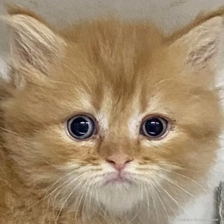ID:2401-02214の子猫