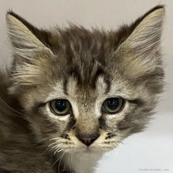 ID:2310-01786の子猫