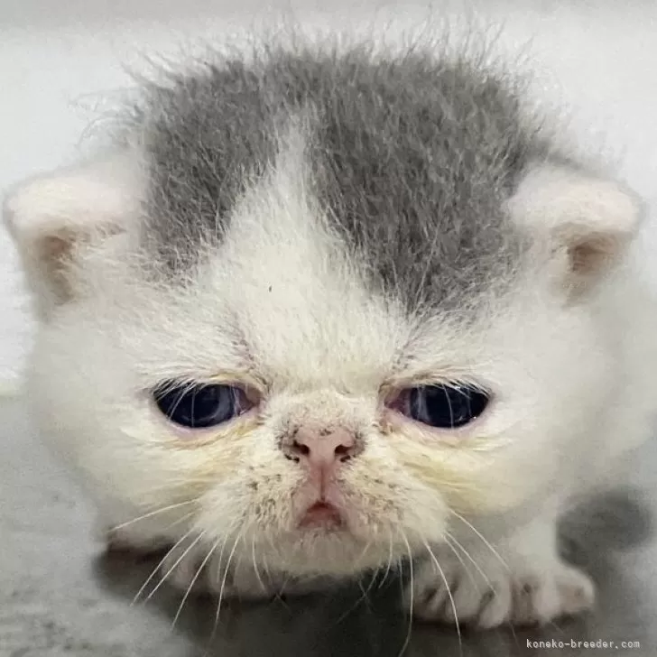 ID：2405-02594の子猫