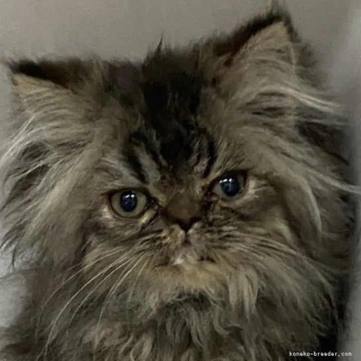 ID：2310-00655の子猫