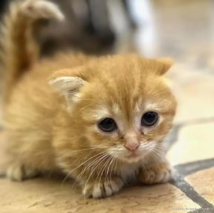 ID:2207-00344の子猫
