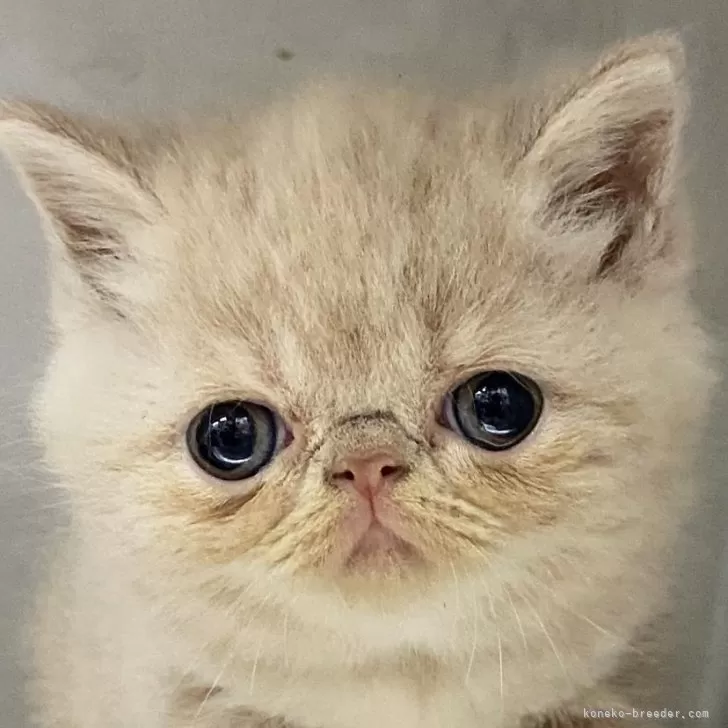 ID:2403-00083の子猫