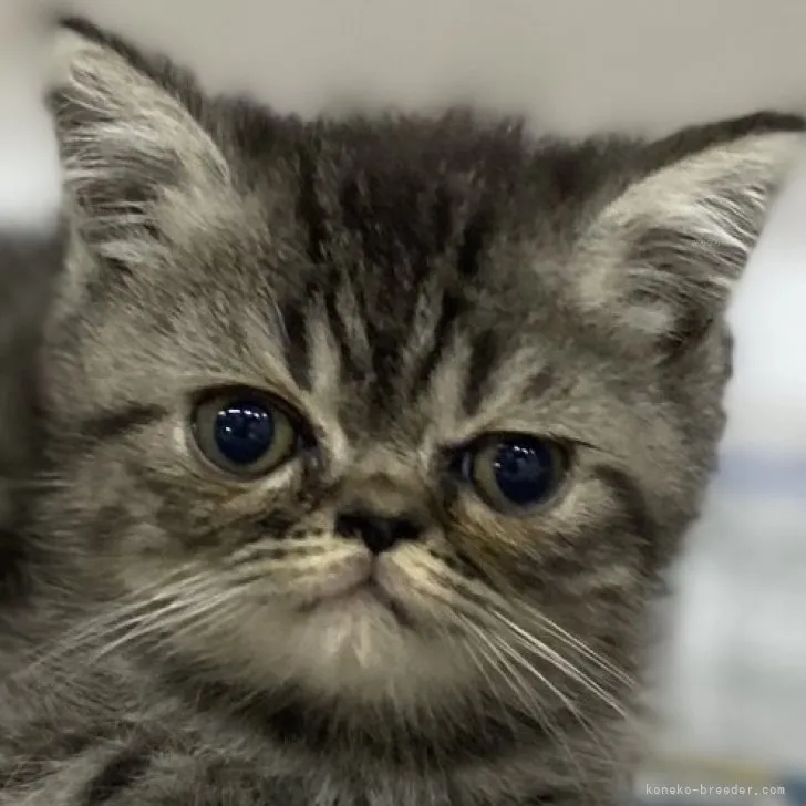 ID:2310-00659の子猫