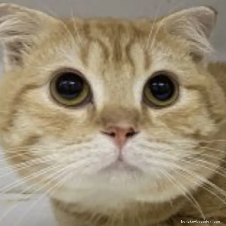 ID:2308-02315の子猫